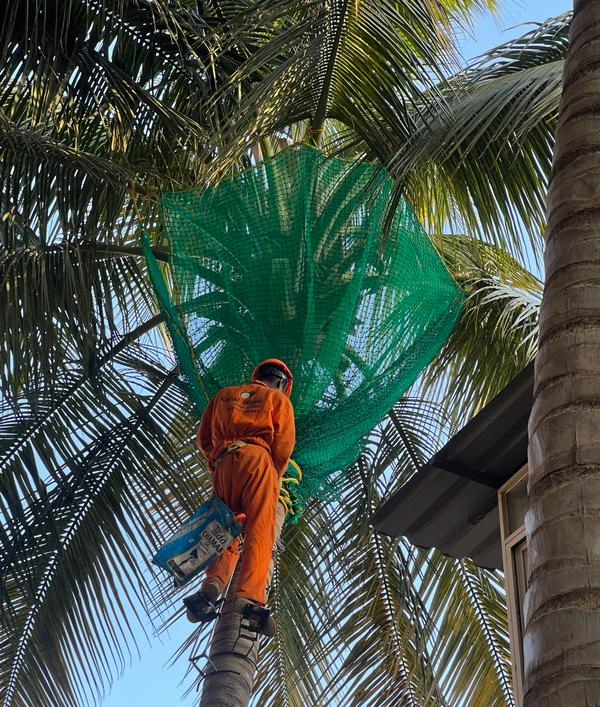 Coconut Safety Nets