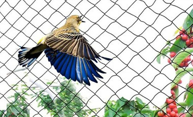 Pigeon Netting